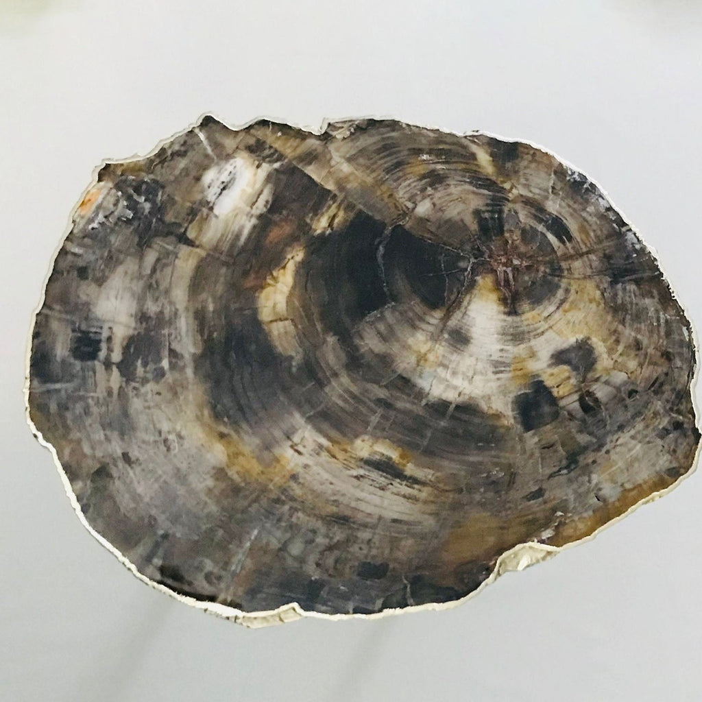 Petrified Wood Side Table, 18" x 12" Organic Edge-1
