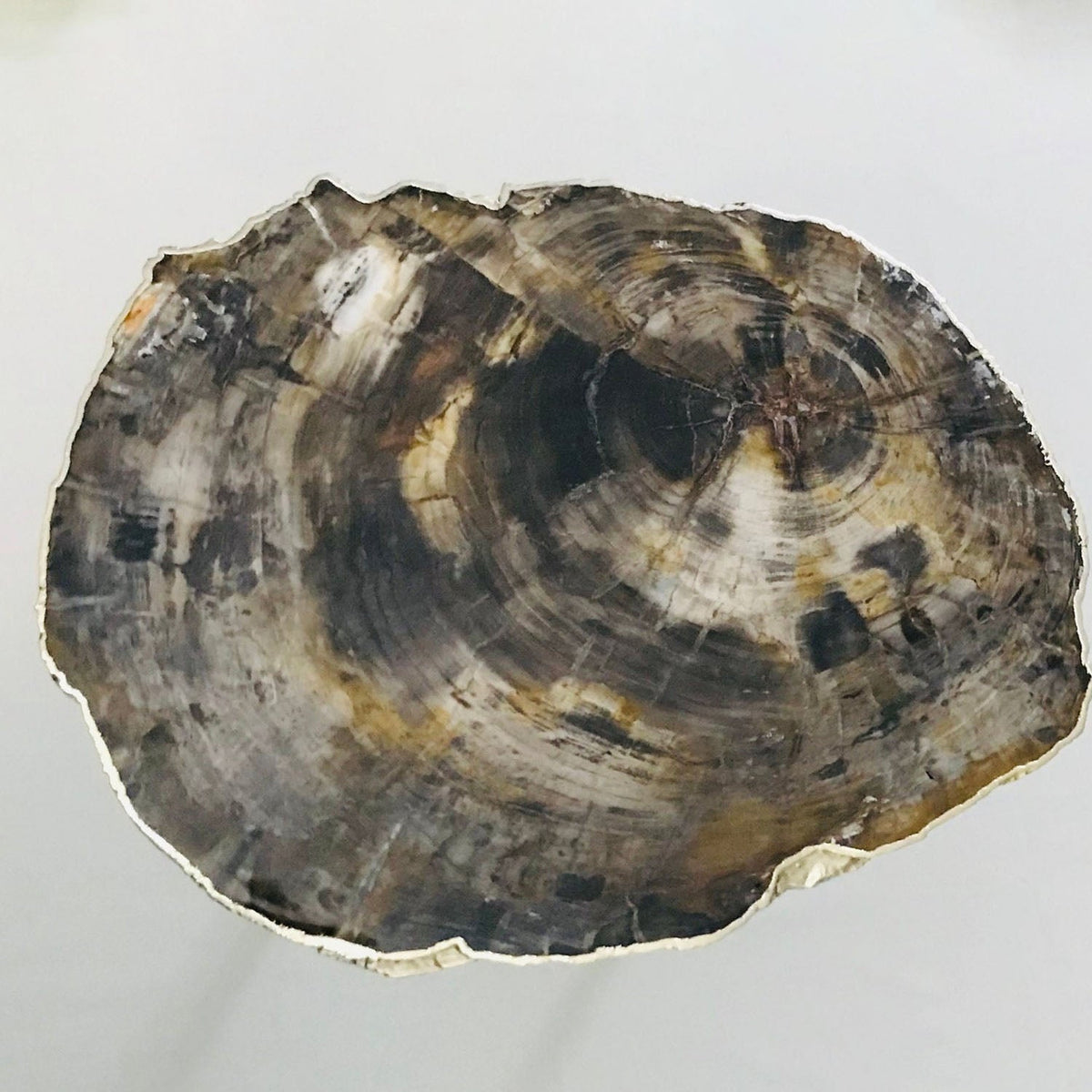 Petrified Wood Side Table, 18" x 12" Organic Edge-1