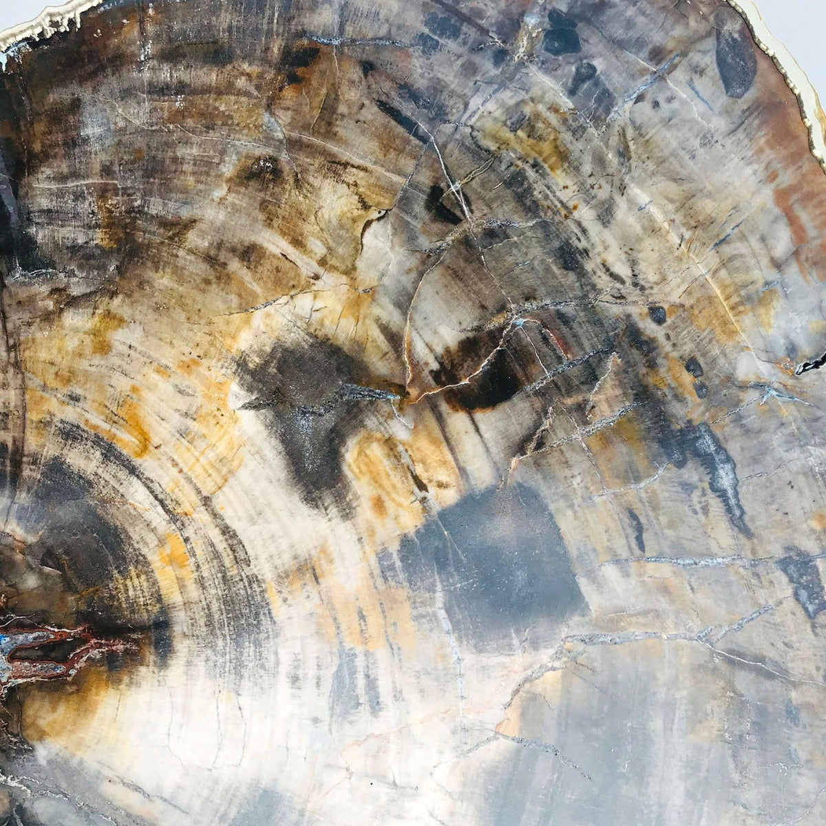 Petrified Wood Side Table, 18" x 12" Organic Edge-3