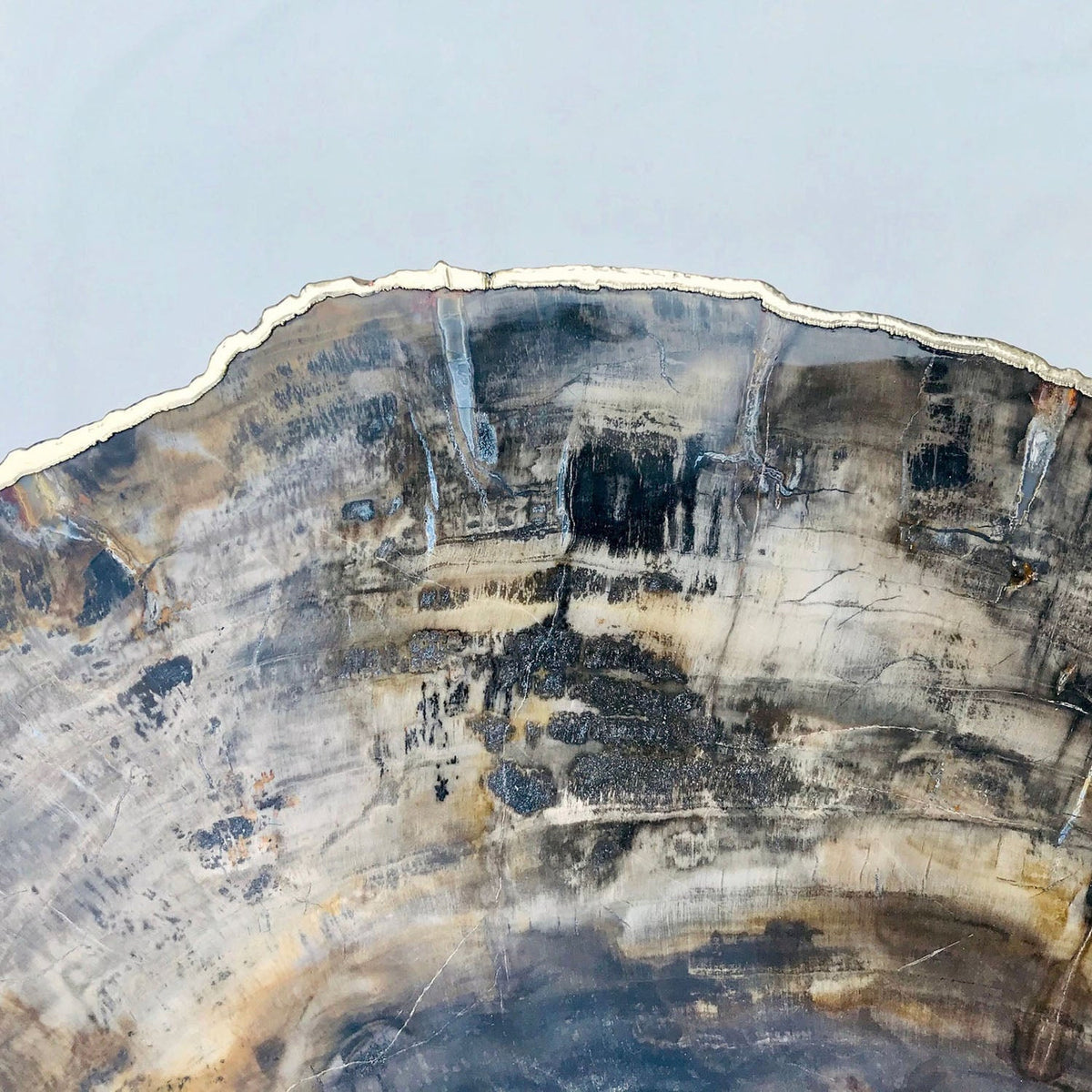 Petrified Wood Side Table, 18" x 12" Organic Edge-4